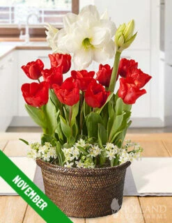 Menu 12 Month Potted Bulb Garden Subscription -plant shop fall 2023 subscription november