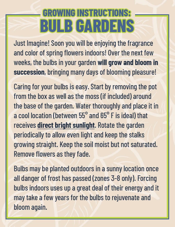 Menu Marvelous Potted Bulb Garden 4 Menu Marvelous Potted Bulb Garden - Image 2