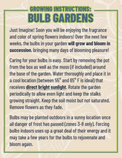 Menu White Magic Potted Bulb Garden -plant shop living gardens instructions 38