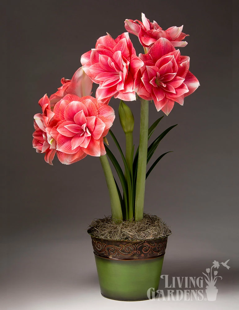 Menu Double Dream Potted Bulb Garden 3 Menu Double Dream Potted Bulb Garden