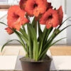 Menu Jubilant Potted Bulb Garden -plant shop mg1451 product image