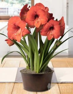 Menu Jubilant Potted Bulb Garden