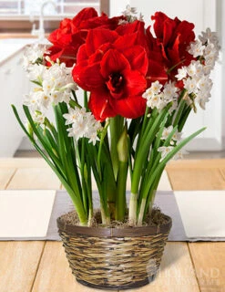 Menu Holiday Spirit Potted Bulb Garden