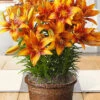 Menu Orange Star Potted Bulb Garden -plant shop mg1499 lilies