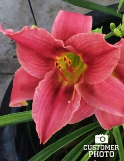 Menu Re-Blooming Daylily Collection -plant shop pink daylily 2018 06 20