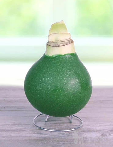 Menu Rolling Meadows Waxed Amaryllis 4 Menu Rolling Meadows Waxed Amaryllis - Image 2