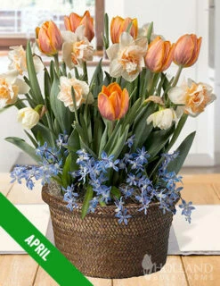 Menu 3 Month Potted Bulb Garden Subscription -plant shop spring 2023 april subscription 1