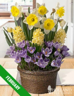 Menu 12 Month Potted Bulb Garden Subscription -plant shop spring 2023 february