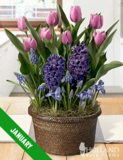 Menu 12 Month Potted Bulb Garden Subscription -plant shop spring 2023 january