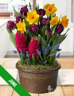 Menu 12 Month Potted Bulb Garden Subscription -plant shop spring 2023 june