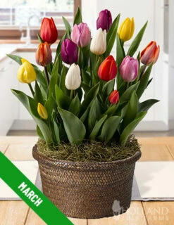Menu 12 Month Potted Bulb Garden Subscription -plant shop spring 2023 march