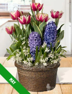 Menu 12 Month Potted Bulb Garden Subscription -plant shop spring 2023 may